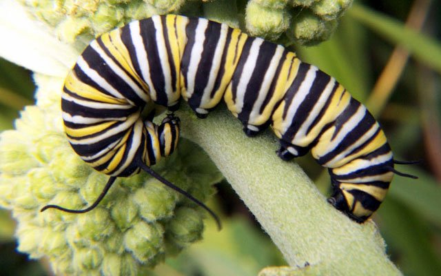 monarch_caterpillar_1.jpg