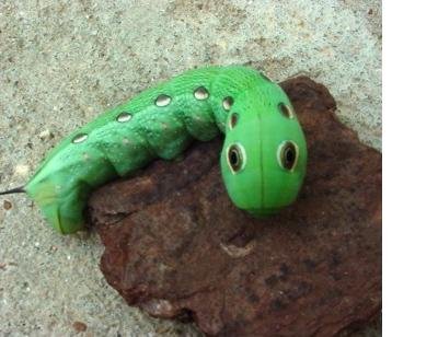 green caterpillar.jpeg