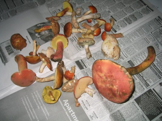 Wild mushrooms 2.jpg