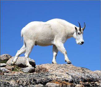 Mountain-Goat-Cathedral-Park.jpg