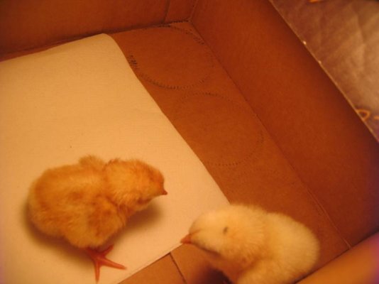Day 2 chicks 003.jpg