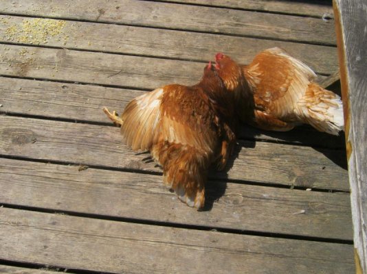 chicks_sunbathing 034.jpg