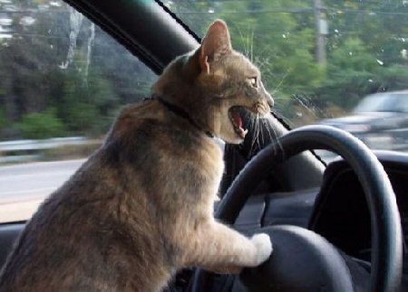 cat driving car.jpg