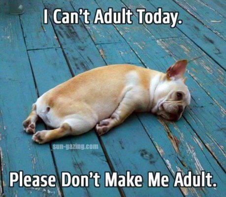 can't adult today.jpg