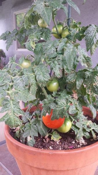 patio tomatoes.jpg