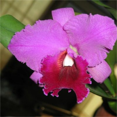 purple orchid resized.jpg