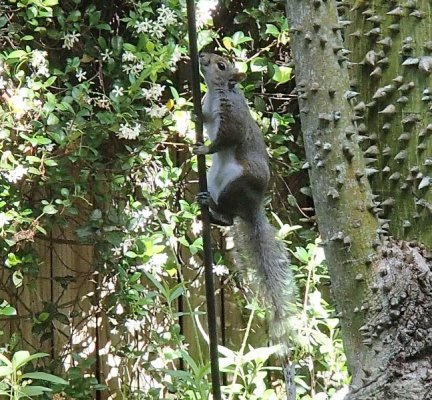 Squirrel Pole Climber.jpg
