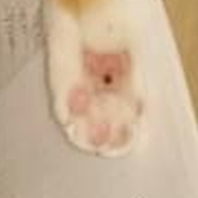 cat paw tiny teddy.png