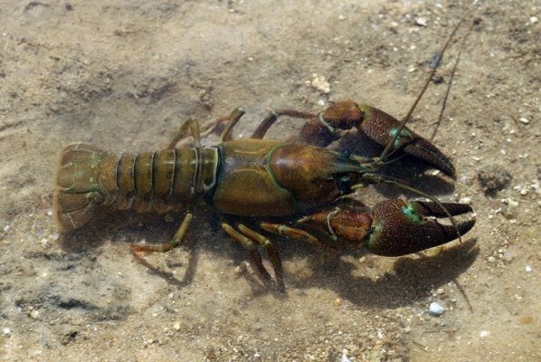 crayfish-700x469.jpg