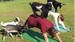 goat yoga1.jpg