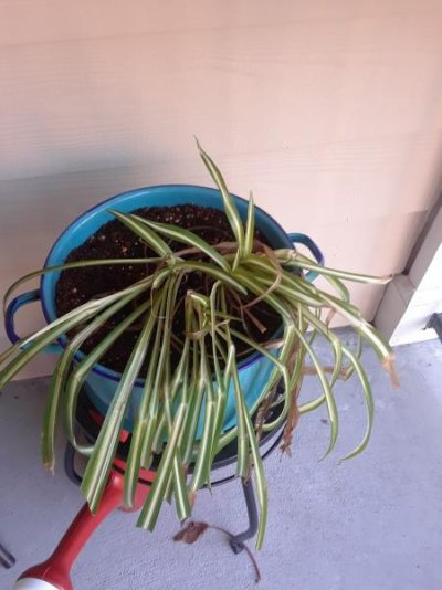 Spider Plant aug 2018.jpg