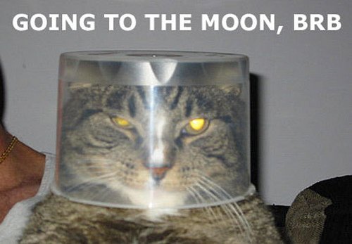 cats to enter space race.jpg