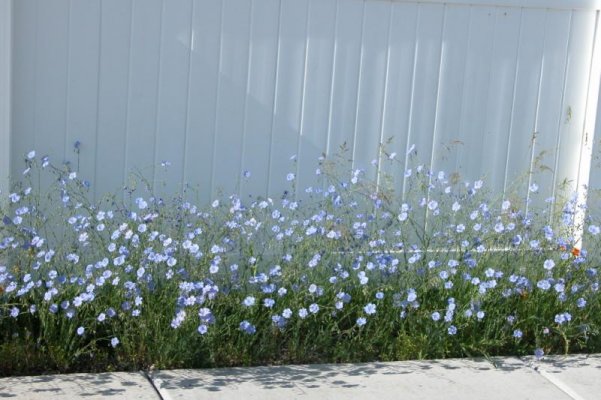 fence flowers.jpg
