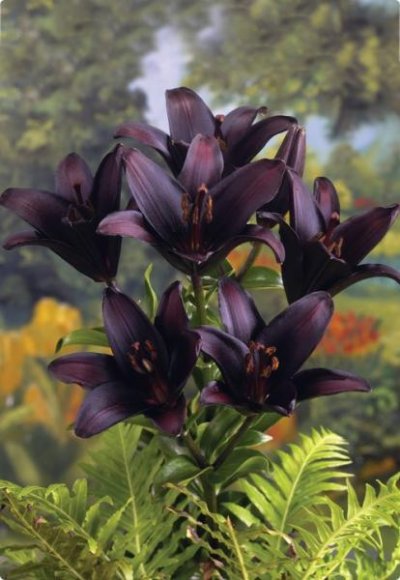 black lily.jpg