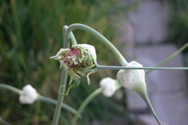 garlic blooms.jpg