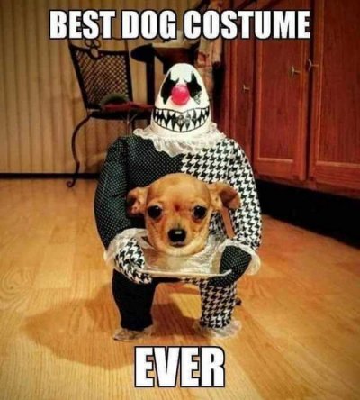 dog costume.jpg