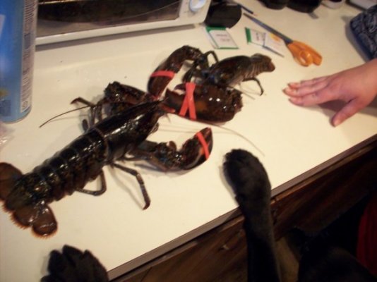 lobster fight.jpg