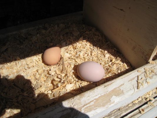 eggs in nestbox.jpg