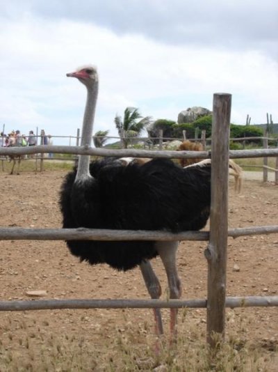Ostrich #6-1.jpg