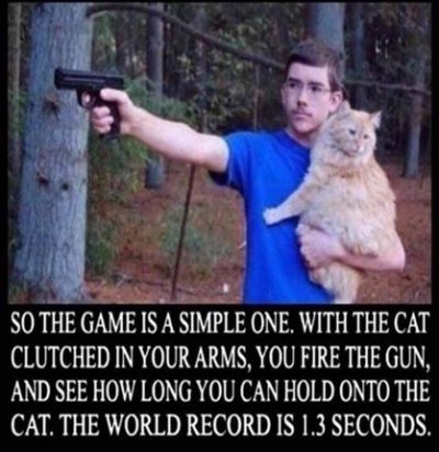 gun cat.jpg