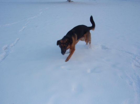 Cubbie in the Snow 2-4-09-1.jpg