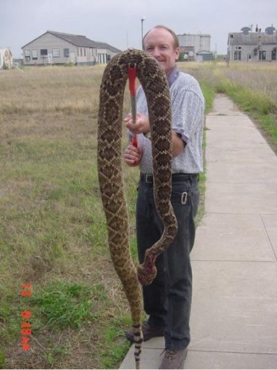 amarillo rattlesnake.jpg