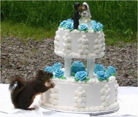 weddingcake-squirrel.jpg