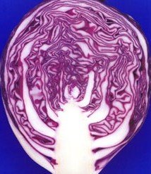 foodart-purplecabbage.jpg