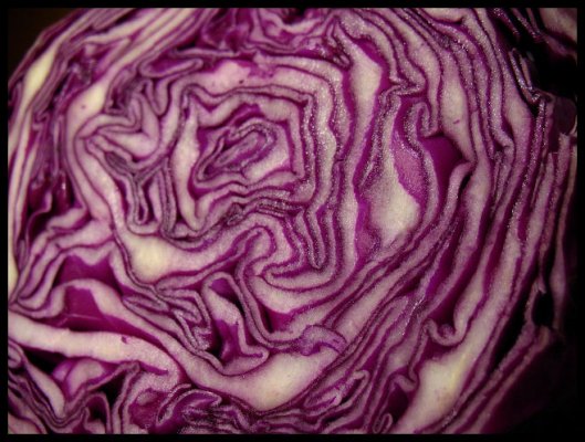 foodart-Cabbage2.jpg