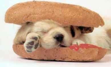 dog_sandwich.jpg