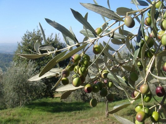 greeen olives.jpg