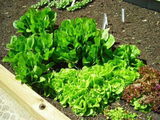 w lettuce garden.jpg