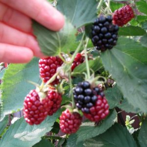 Giant Blackberries