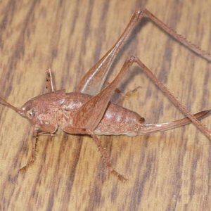 Cricket unwelcome guest for dinner
