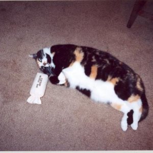The current rulers's litter sister - I lost her in '06 to cancer.  She sure like her catnip drunks!
