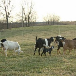 herd in the field