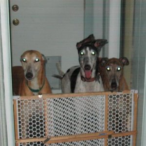 From left to right; Chip, Scott, and King