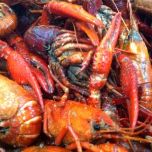 Boiled Crawfish sent in from Deanie's in New Orleans