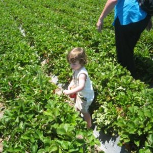 Picking Strawberries in the field