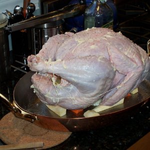 free range turkey dressed to roast, Thanksgiving 07