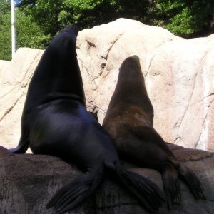 Sealions from the Bronx Zoo, taken labor day weekend.