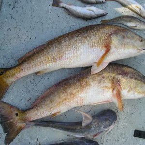 I caught these Redfish a few weeks ago when my husband and I were fishing.