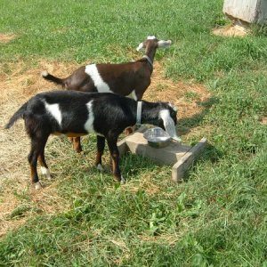 This is our new buck goat in the foreground with Buddy, whose sisters are Holly and Peggy Sue