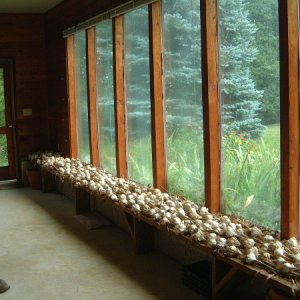 This is about 2/3rds of the garlic harvest, drying in the green house.  The rest is in the machine shed.