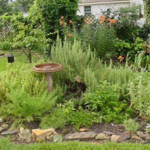 herb garden 506541