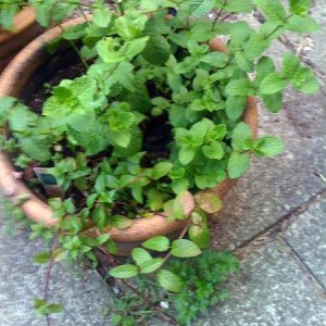 Mint, chocolate mint, and volunteer parsley between the patio stones