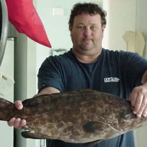 craig's black grouper