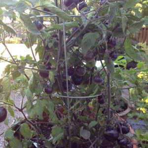 This is a Indigo Rose tomato plant.  They look like purple plums.