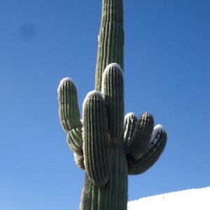 Rarely do I see snow on a Saguaro Cactus