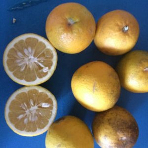 sour oranges 12 4 16